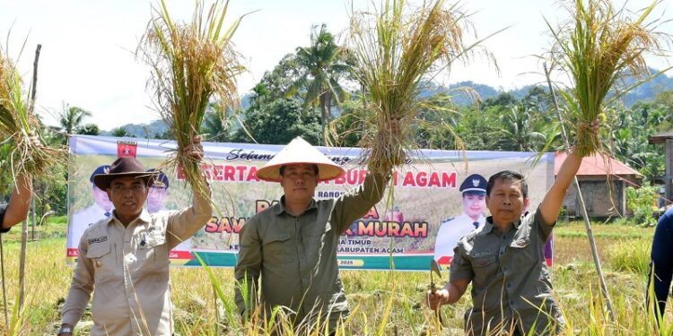 Panen Sawah Pokok Murah di Nagari Salareh Aia Timur Palembayan Agam