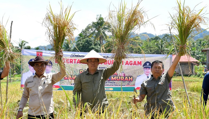 Panen SPM di Nagari Salareh Aia Timur, Kecamatan Palembayan (Foto: amc)