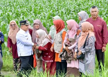 700 Hektar Lahan Terlantar di Agam Akan Dioptimalkan untuk Tanam Jagung