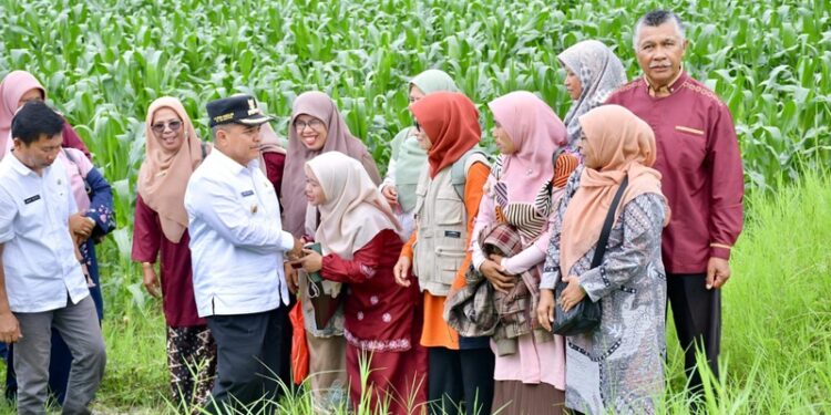 700 Hektar Lahan Terlantar di Agam Akan Dioptimalkan untuk Tanam Jagung