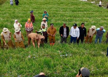 Panen Raya di Alahan Panjang, Kabupaten Solok Pertegas Posisi Sentra Bawang Merah Terbesar di Sumbar