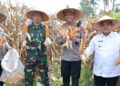Panen Raya Jagung di Agam, Dorong Ketahanan Pangan dan Ekonomi Nagari