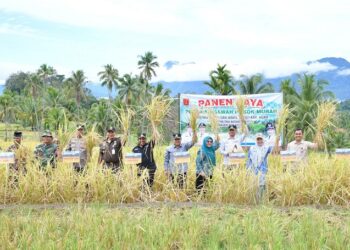 Sawah Pokok Murah Agam Perkuat Ketahanan Pangan Lewat Panen Raya