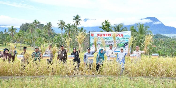 Sawah Pokok Murah Agam Perkuat Ketahanan Pangan Lewat Panen Raya