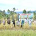 Sawah Pokok Murah Agam Perkuat Ketahanan Pangan Lewat Panen Raya