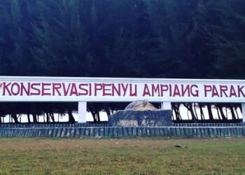 Laskar Turtle Camp Relokasi Telur Penyu, Jaga Kelestarian di Pantai Amping Parak