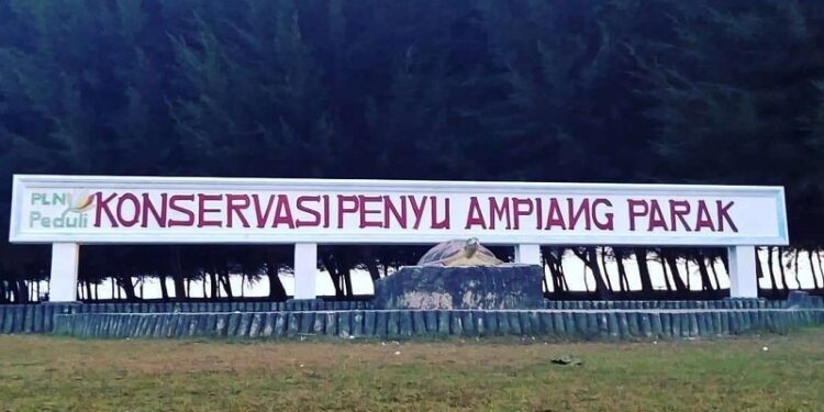 Laskar Turtle Camp Relokasi Telur Penyu, Jaga Kelestarian di Pantai Amping Parak