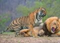 Harimau vs Singa, Siapa yang Lebih Kuat? Ini Fakta Sains dan Kasus Nyatanya