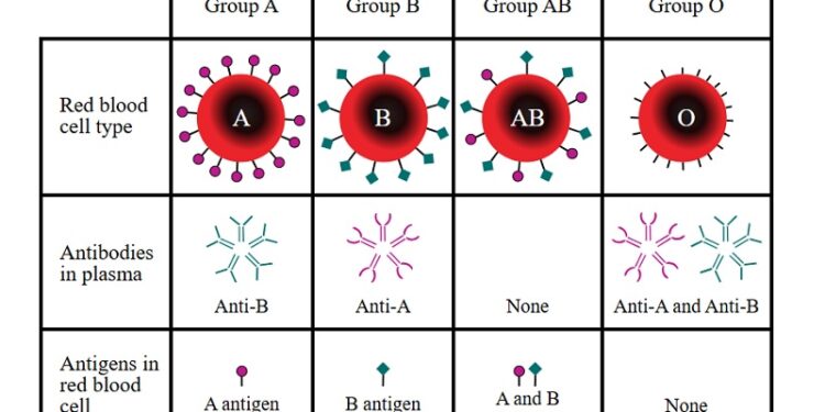 Golongan Darah O Disebut Punya Perlindungan Alami terhadap Serangan Jantung