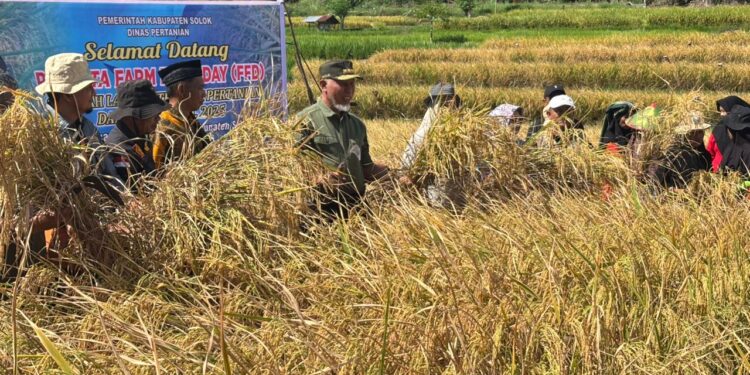 Kegiatan panen raya sekaligus penutupan program tersebut dihadiri langsung oleh Gubernur Sumatera Barat, Mahyeldi Ansharullah di Nagari Paninggahan.[foto : ist]