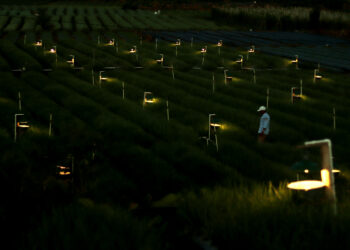 Tak Sekadar Terang, Integrasi Listrik Dongkrak Produktivitas Petani Bawang