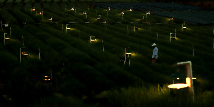 Tak Sekadar Terang, Integrasi Listrik Dongkrak Produktivitas Petani Bawang