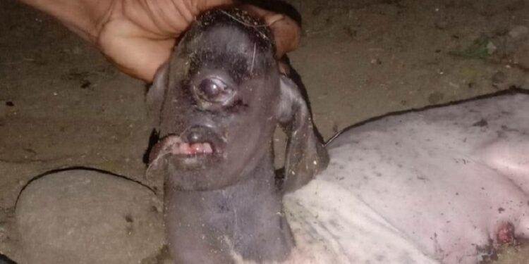 Geger! Anak Kambing Bermata Satu Lahir, Disebut Mirip ‘Dajjal’