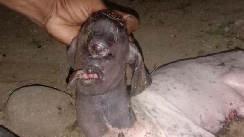 Foto anak kambing bermata satu (Foto: Ist)