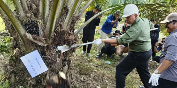 Gubernur Sumbar saat memanen sawit.[foto : ist]