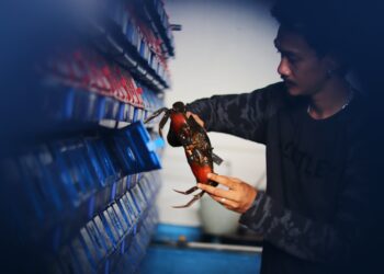 Ekonomi Biru Koperasi Kepiting Merah Putih