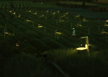 Teknik Electrifying Agriculture Bawang Merah