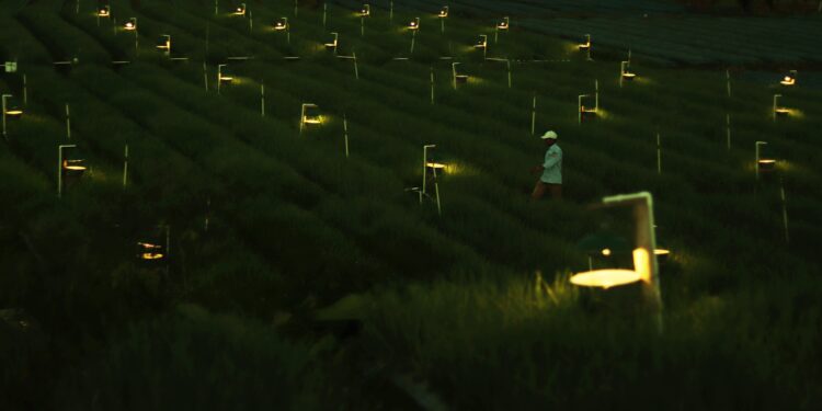 Teknik Electrifying Agriculture Bawang Merah