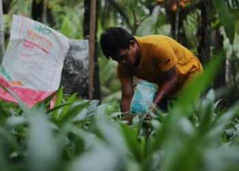 Memupuk Bibit Sawit di Belakang Rumah