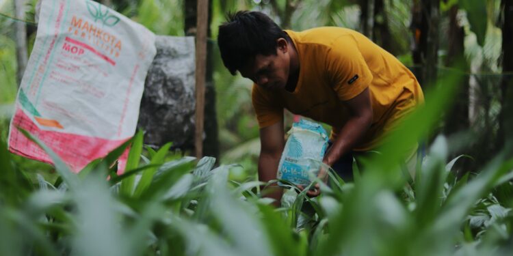 Memupuk Bibit Sawit di Belakang Rumah