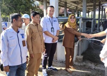 Pemkab Dharmasraya Serahkan 24 Sapi dan 2 Kambing Kurban