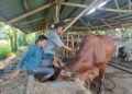 Pemerintah Kota Padang melalui Dinas Pertanian terus bergerak aktif, memutus rantai penularan penyakit mulut dan kuku (PMK) yang menyerang hewan ternak berkuku belah.