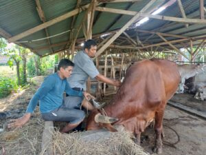 Pemerintah Kota Padang melalui Dinas Pertanian terus bergerak aktif, memutus rantai penularan penyakit mulut dan kuku (PMK) yang menyerang hewan ternak berkuku belah.