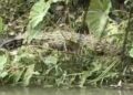 Buaya Muncul di Sungai Batang Lago Dharmasraya, Warga Nagari Silago Resah