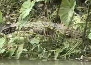 Buaya Muncul di Sungai Batang Lago Dharmasraya, Warga Nagari Silago Resah