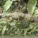 Buaya Muncul di Sungai Batang Lago Dharmasraya, Warga Nagari Silago Resah