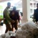 Pemerintah Kota (Pemko) Padang di bawah pimpinan Wali Kota Padang Fadly Amran, Wakil Wali Kota Padang Maigus Nasir, Sekda Kota Padang Raju Minropa, serta seluruh jajaran Organisasi Perangkat Daerah (OPD) bergerak cepat melakukan reaksi tanggap bencana untuk membantu korban terdampak banjir hidrometeorologi di daerah tersebut.