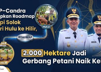 Dari Kebun ke Pasar Dunia, Kabupaten Solok Siapkan 2.000 Hektare Lahan Kopi