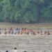 Selaju Sampan Badunsanak Dharmasraya Berlangsung Meriah
