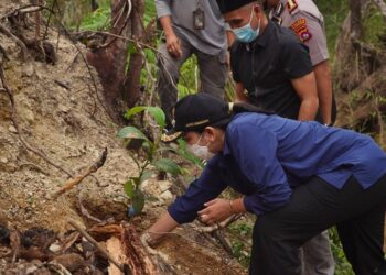 Sidak Bupati Dharmasraya, Lahan dan Hutan Terbakar Sudah Ditanami Sawit